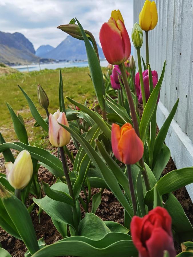 Banpim Beachside Lofoten Ramberg Exterior foto