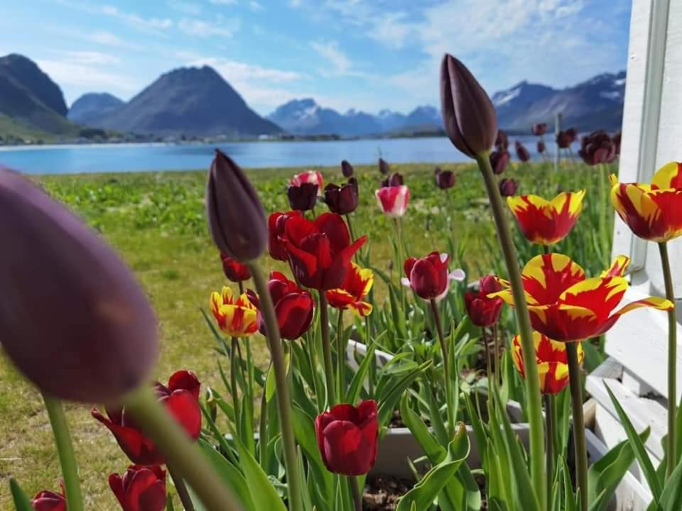 Banpim Beachside Lofoten Ramberg Exterior foto